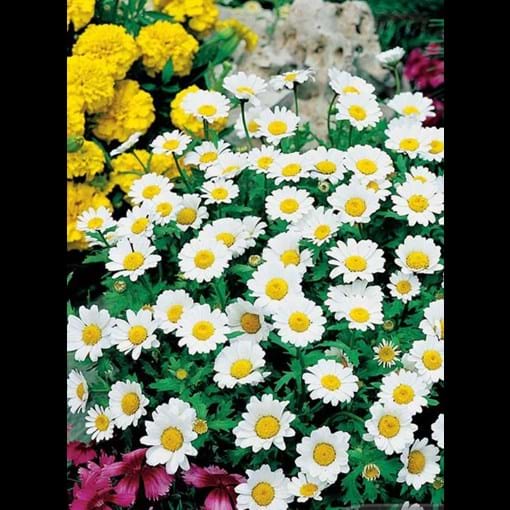 51653_chrysanthemum-snowlands_1_result_efu8kw.jpg (1)