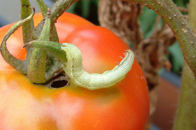 Budworm Tomato LS