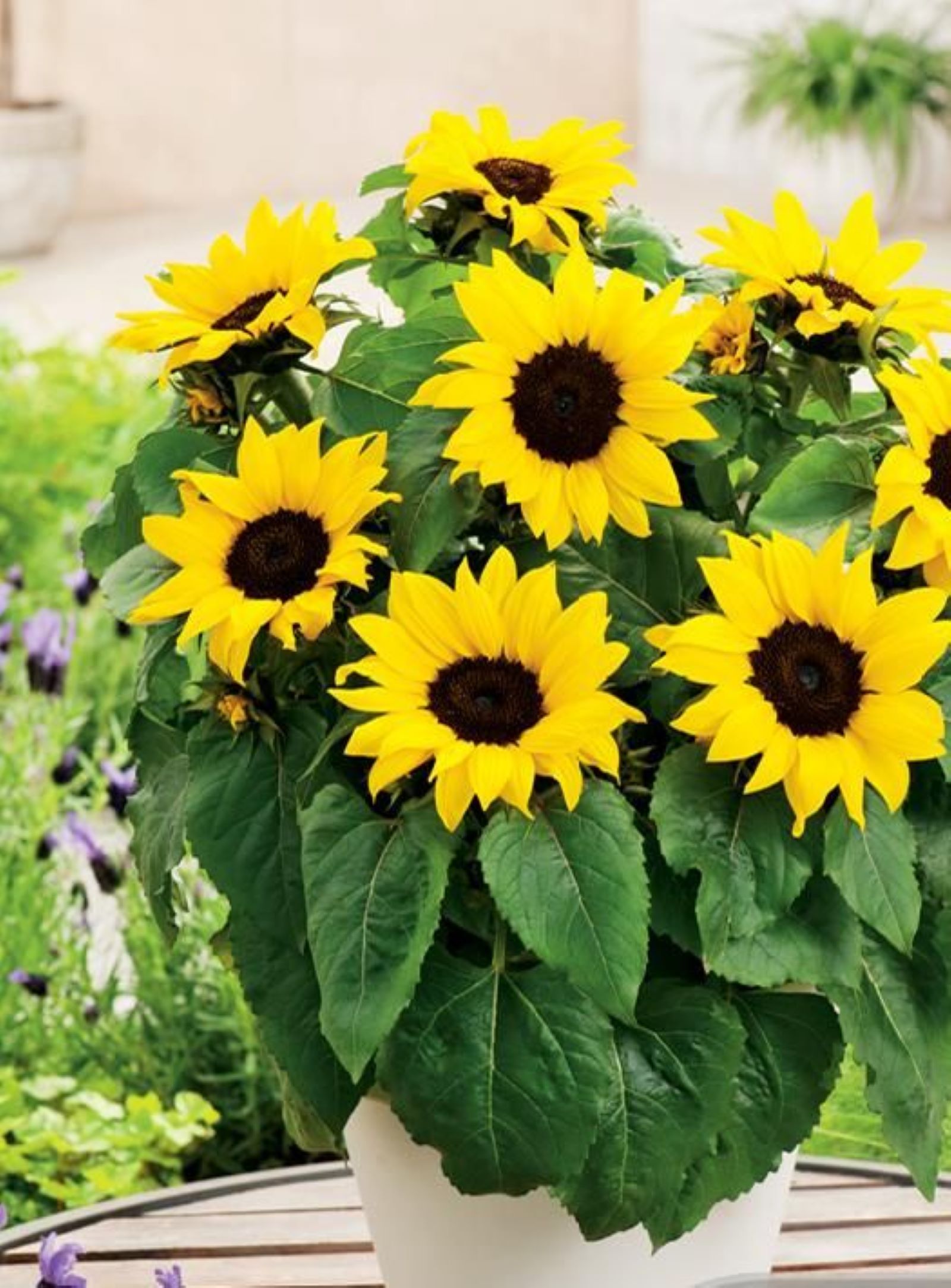 Sunflower Dwarf Sensation | Garden Seeds Yates Australia