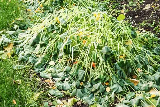 Frost Damage Zucchini