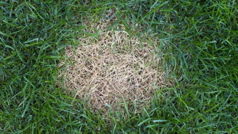 What is Anthracnose and how to control it in your garden | Yates