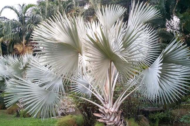Bismarck Palm (Bismark nobilis) palm in a garden