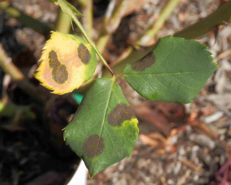 What Is Rose Black Spot How To Control It In Your Garden Yates