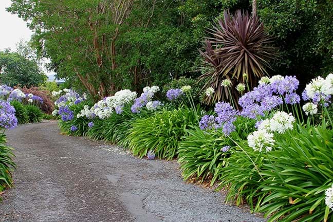 how to grow agapanthus 2