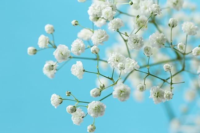 close up of white Gyphsophila - Baby's Breath flowers  with sky blue background