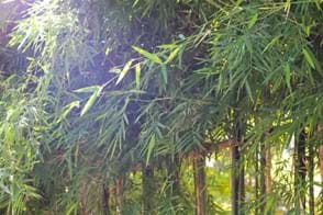 how to grow bamboo 3