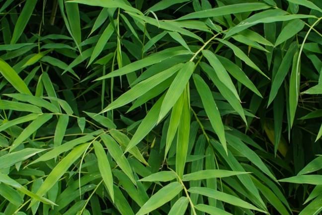 how to grow bamboo 4