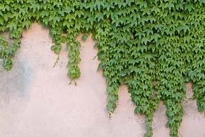 how to grow boston ivy 2