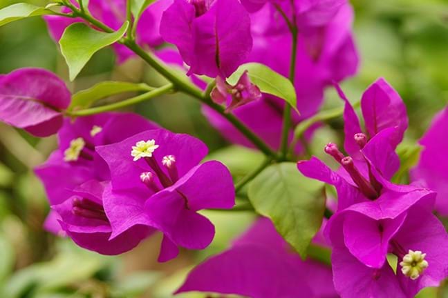 Closeup of bougainvillea showing the small white flowers surrounded by colourful pink bracts (modified leaves)