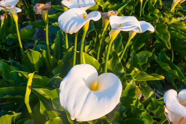 how to grow calla lilies 2