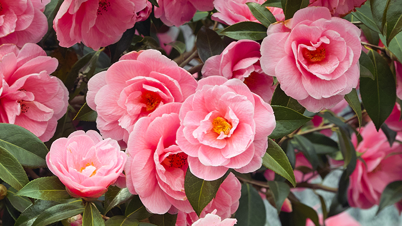 How To Grow Camellias