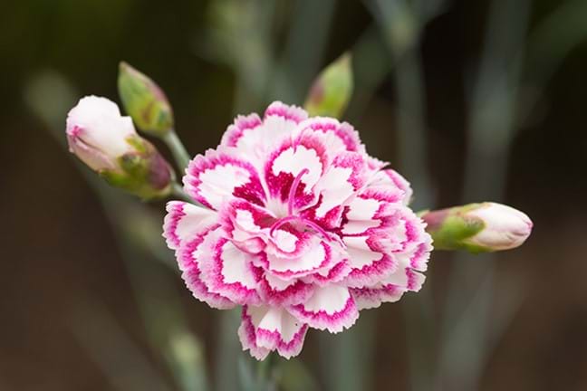 how to grow carnations 2