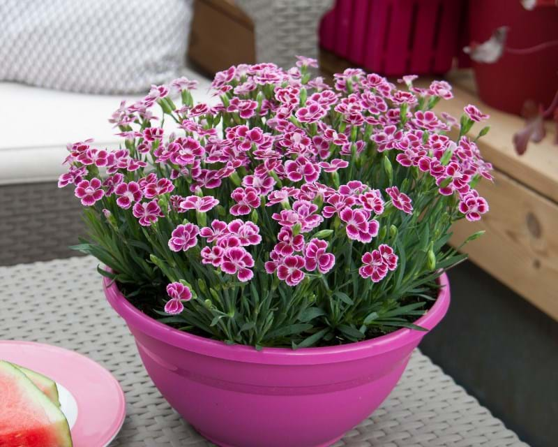 How to grow Carnations