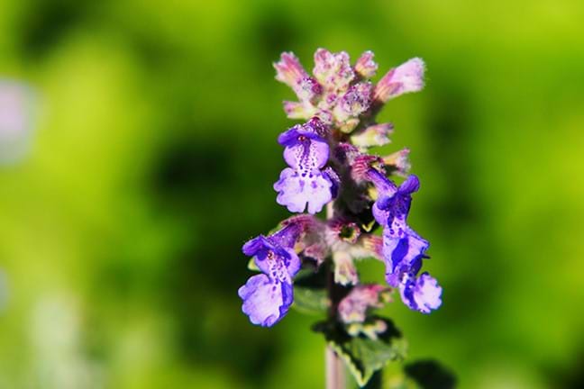 how to grow catmint 2
