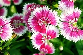 close up of about 5 dianthus flowers, flowers are pink with a white edge
