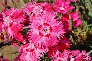 how to grow dianthus 3