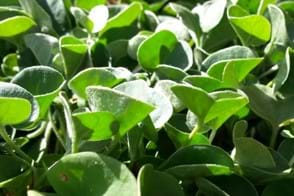 how to grow dichondra silver falls 3