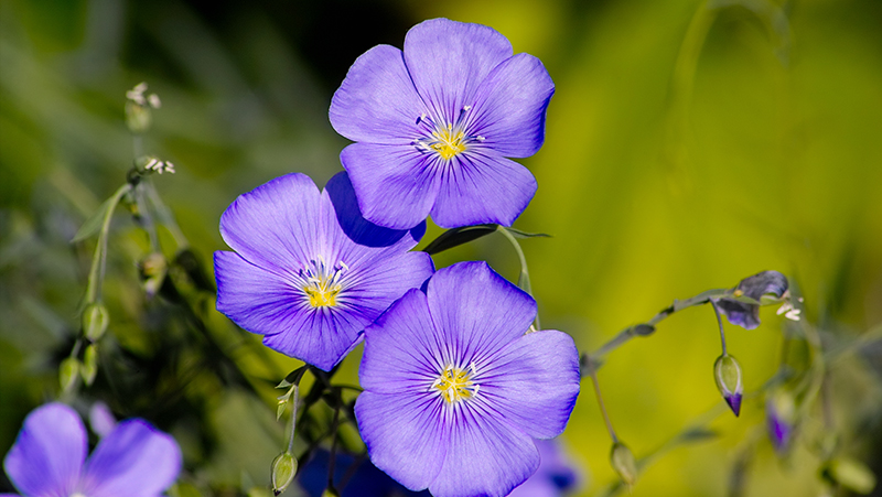 How to grow Flax