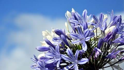 How to Grow Agapanthus