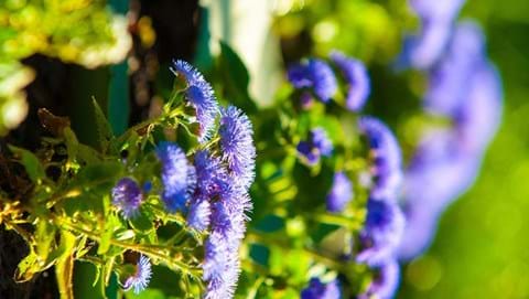 How to Grow Ageratum