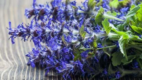 How to Grow Ajuga