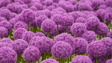 How to Grow Alliums