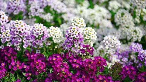 How to Grow Alyssum