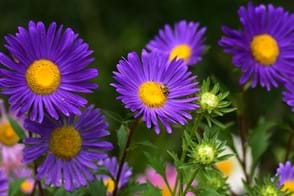 how to grow aster 1