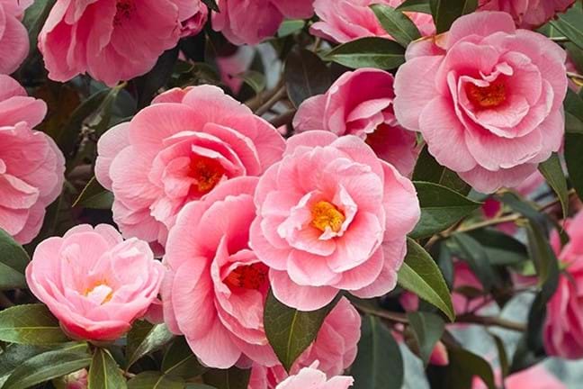 how to grow camellia 1