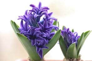 Close up of purple hyacinth in flower