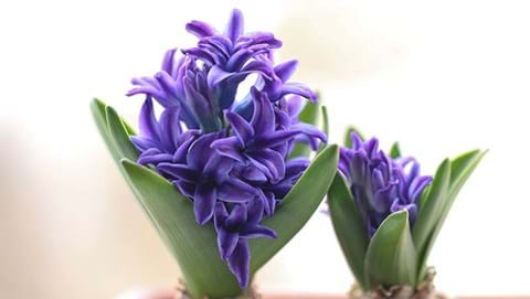 How to Grow Hyacinth