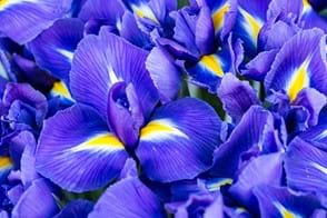 close up of the flowers of dutch iris with bright pueple-to0blue flowers with yellow strips along middle of petal