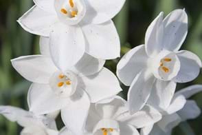 close-up of 5 white jonquil flowers