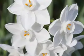 close-up of 5 white jonquil flowers