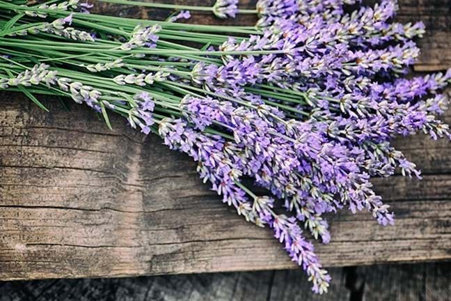 bunch of fresh-cut english lavender laying on a timber table