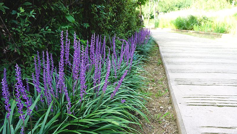 Image of Liriope shrub