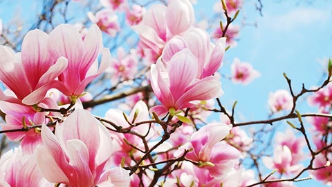 How to Grow Magnolias