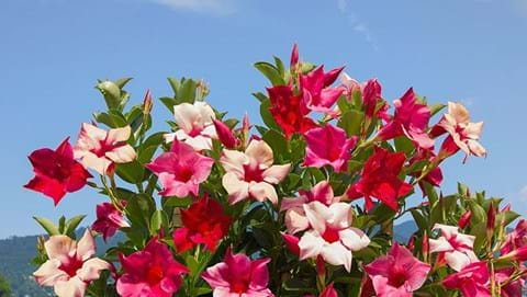 How to Grow Mandevilla