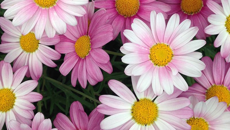 How to Grow Marguerite Daisies | Yates Australia