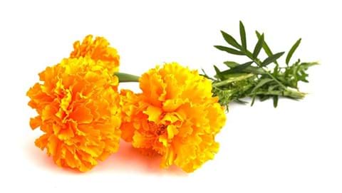 How to Grow Marigold