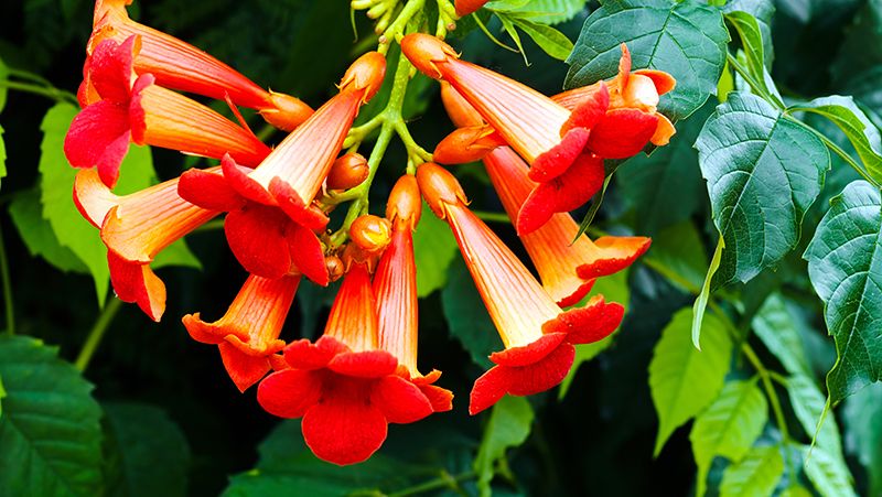 Trumpet vine 2024