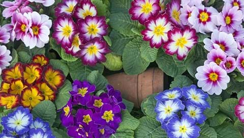 How to Grow Polyanthus