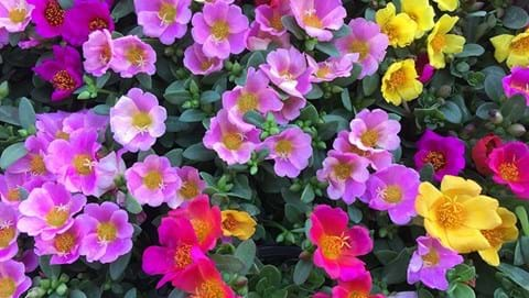 How to Grow Portulaca