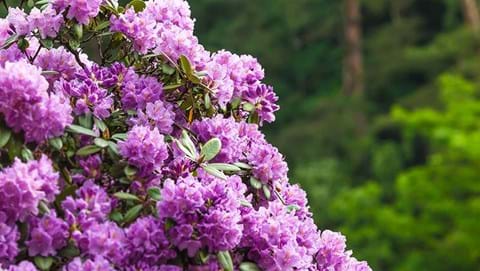 How to Grow Rhododendrons