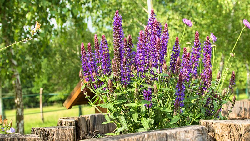 Salvias on sale