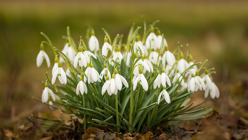 Snowdrop flower store