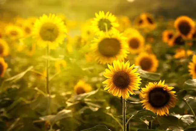 field of sunflowers in bloom with sun shining through