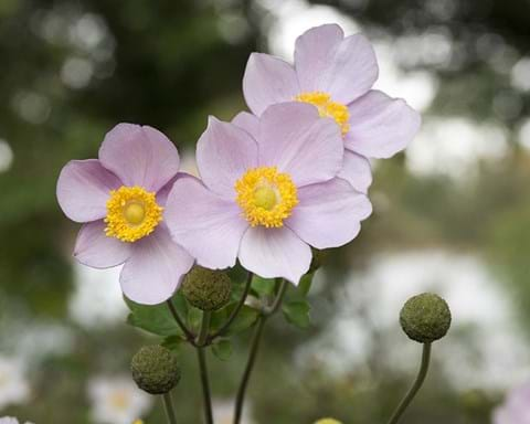 How to Grow Anemone