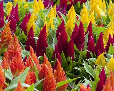 How to Grow Celosia