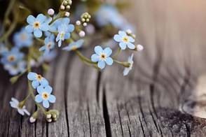 How to Grow Forget Me Nots
